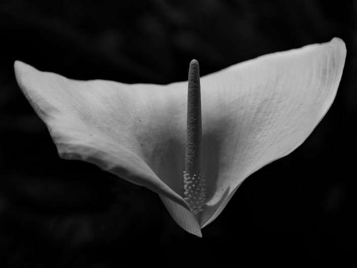 landschapsfotografie-zwartwit-bloem