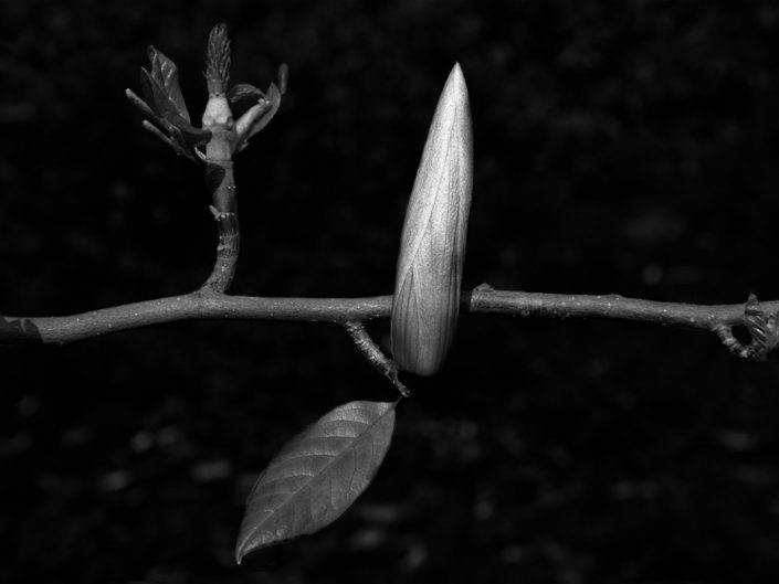 landschapsfotografie-zwartwit-bloem